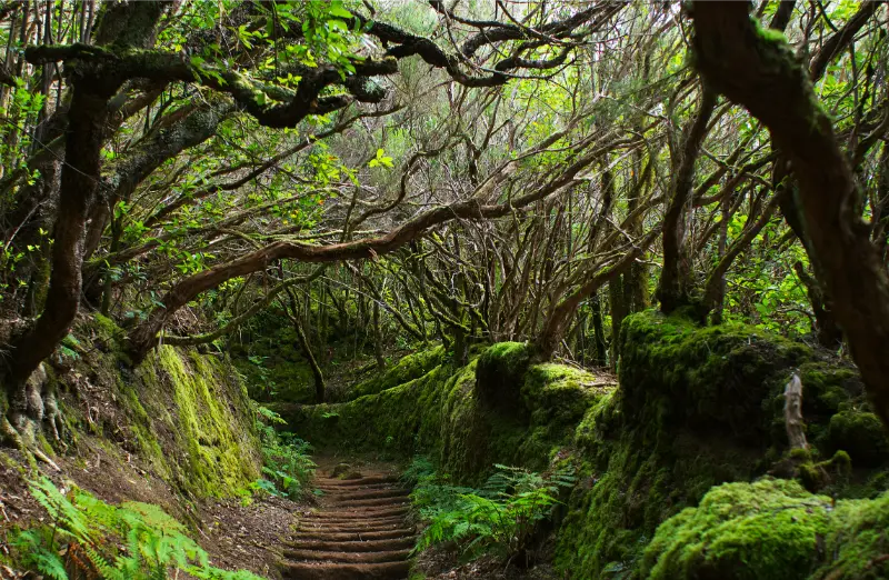 Anaga Laurel Forest Path Tenerife