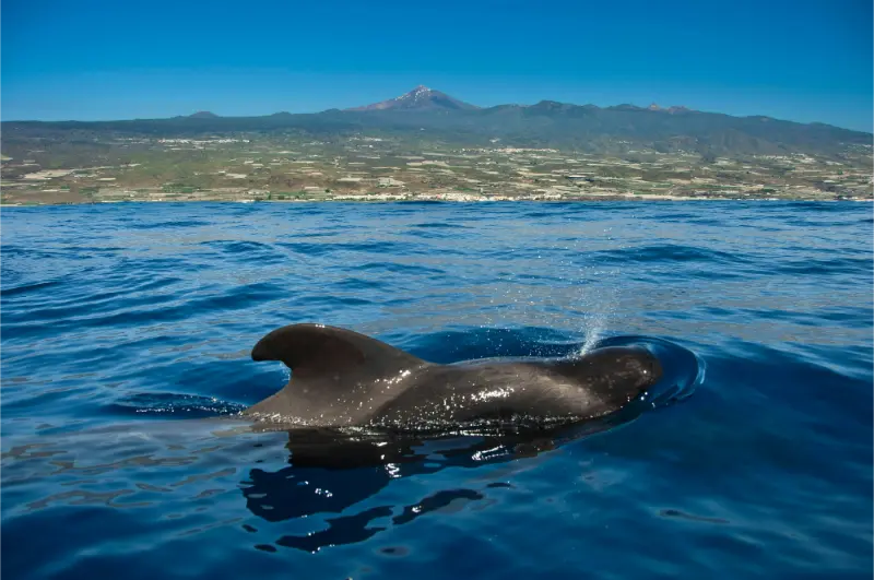 Dolphins Off The Coast Of Tenerife