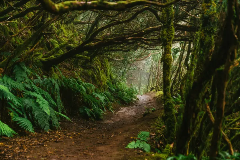 Laurel Forest Trail Tenerife