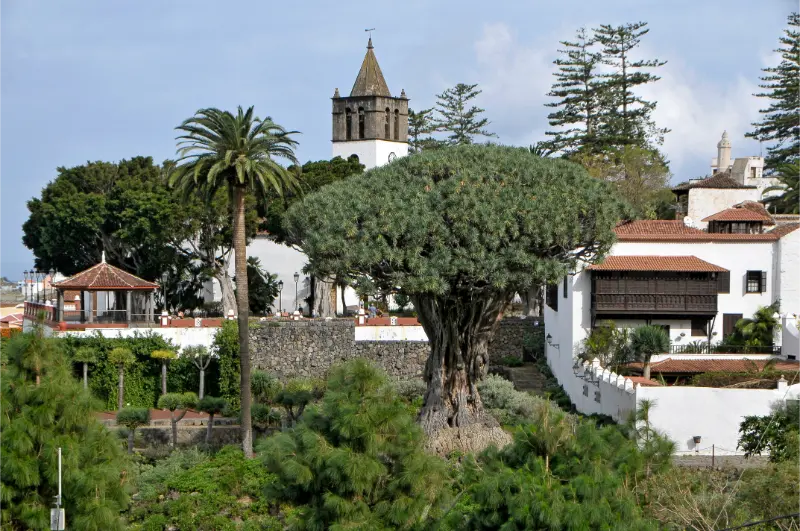 Icod de los Vinos Guide: Drago Milenario, Cueva del Viento and Historic Centre
